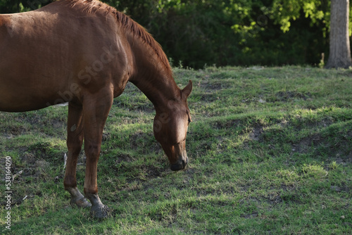 Sorrel gelding horse grazing green grass hill on farm during summer in Texas closeup.