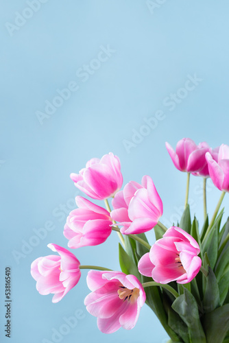 Fototapeta Naklejka Na Ścianę i Meble -  Beautiful pink white tulips on blue background, vertical, copy space