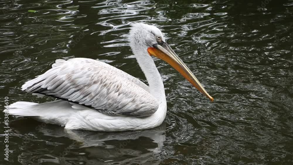 The Dalmatian pelican (Pelecanus crispus) swim in water, slow motion