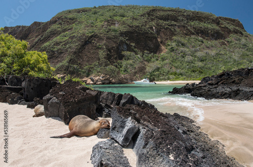 Photography Galapagos beach with a sea lion
