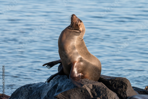sea lion on the rock