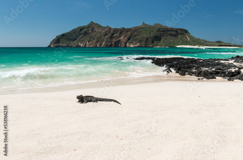 marine iguana on the white sand beach of Cerro Brujo, San Cristobal, Galapagos