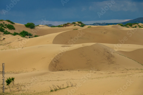 Sand dunes and trees