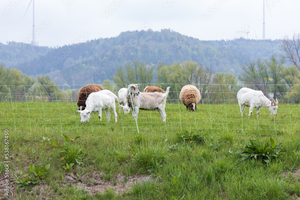Fototapeta premium Brown and white goats grazing in a field