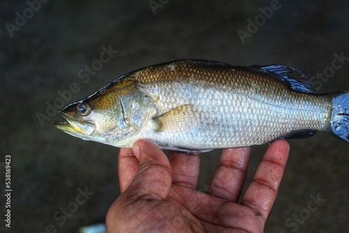 Fototapeta Naklejka Na Ścianę i Meble -  Asian Sea bass bekti fish in hand in nice blur background HD