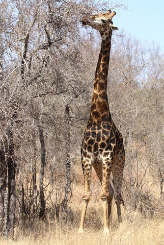 Giraffe eating full-length  Kruger National Park  South Africa