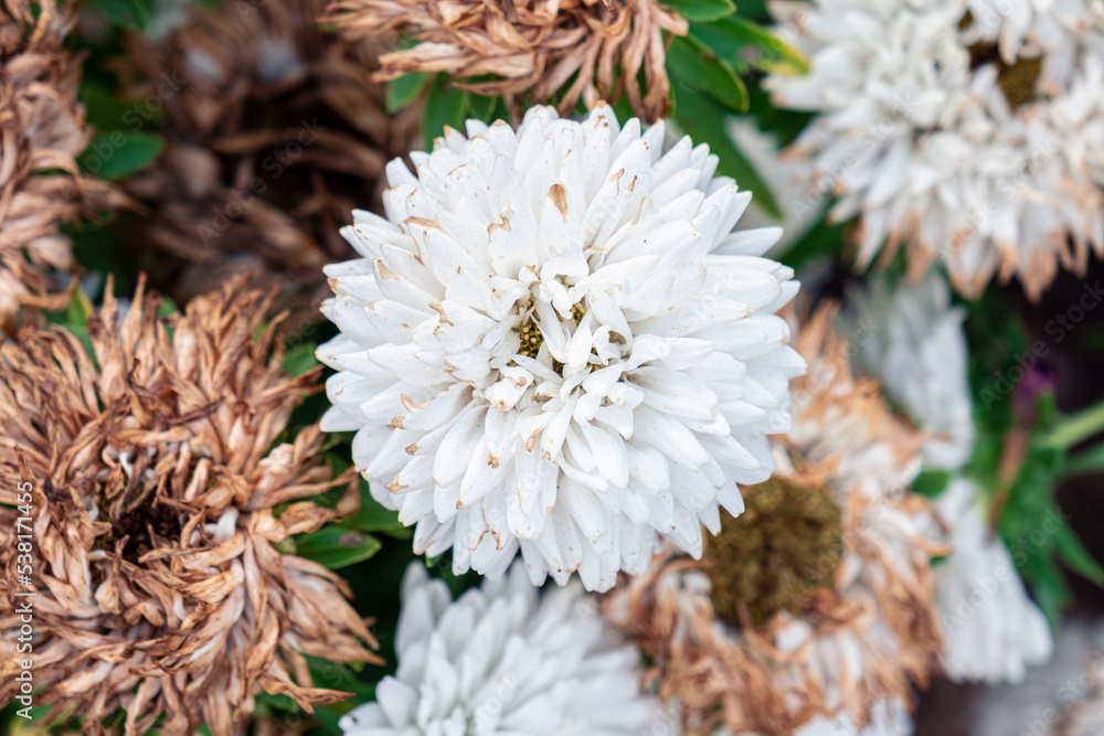 Natural flower background. Close-up of lush bouquet of White-yellow chrysanthemum flowers. Beautiful chrysanthemum wallpaper, autumn season, fresh bunch of blooming plants. nature concept Natural flower background. Close-up of lush bouquet of White-yellow chrysanthemum flowers. Beautiful chrysanthemum wallpaper, autumn season, fresh bunch of blooming plants. nature concept