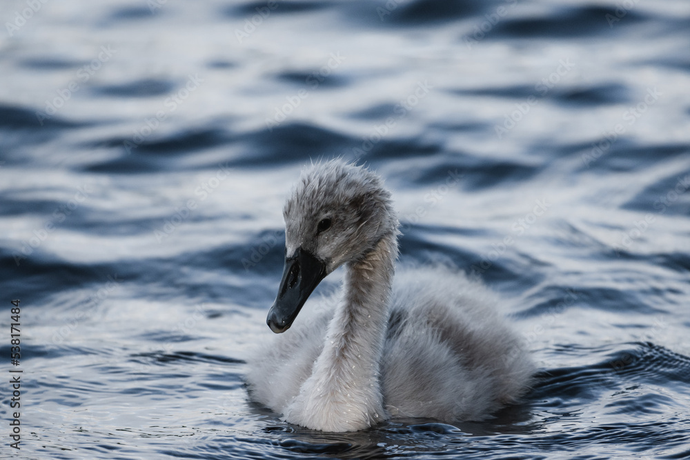 Cygnet on a calm lake early summer Cygnet on a calm lake early summer