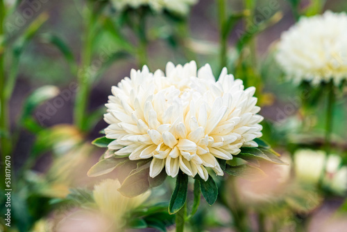Natural flower background. Close-up of lush bouquet of White-yellow chrysanthemum flowers. Beautiful chrysanthemum wallpaper  autumn season  fresh bunch of blooming plants. nature concept