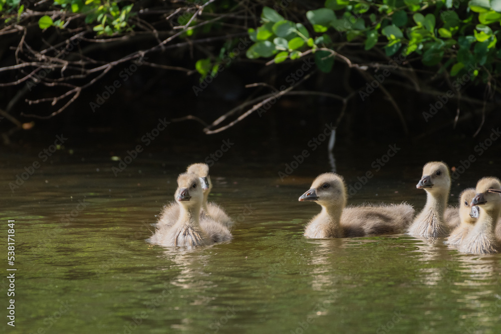 A small gaggle of Gosling geese on a river A small gaggle of Gosling geese on a river