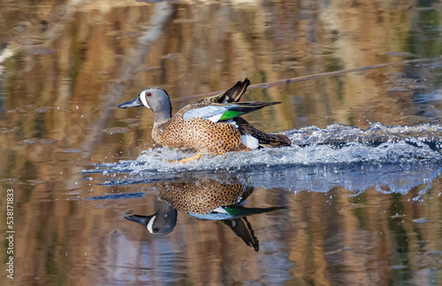 Close up of a Blue Winged Teal reflected in the water while skidding to a landing in a pond. photo