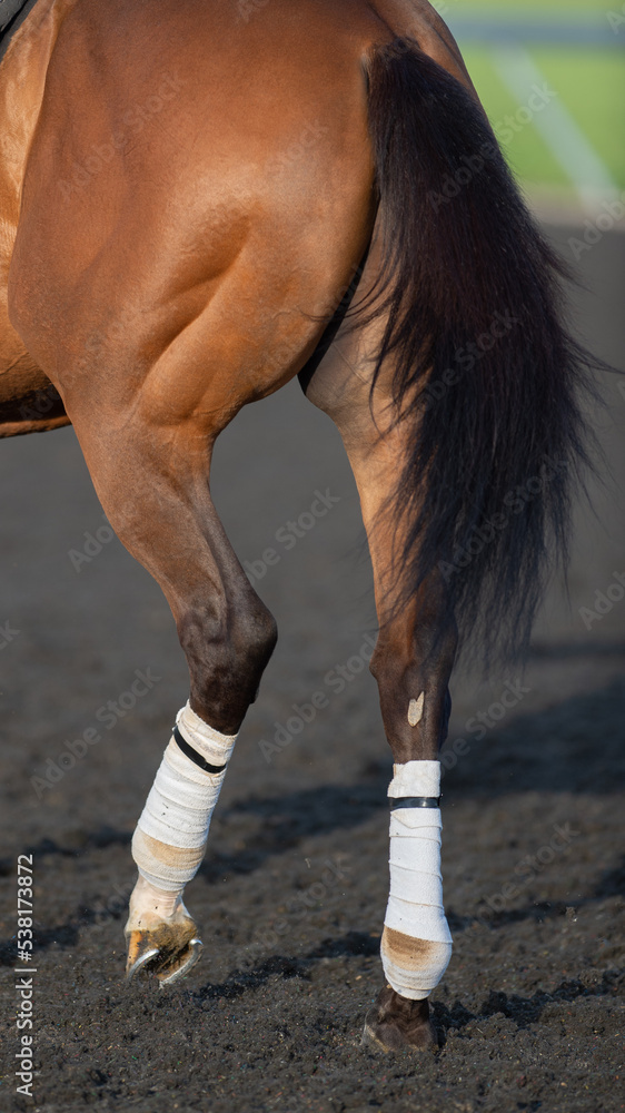 hind end of horse close up of horses back legs with white polo wraps on