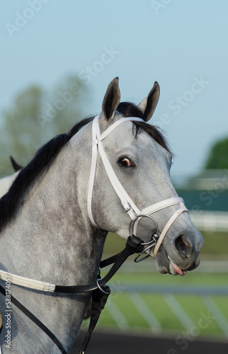 portrait of young grey thoroughbred race horse with black mane purebred thoroughbred at the race track with white racing track practice synthetic bridle with tongue out of bit horse looking at camera 