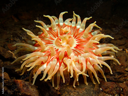 Canvas Print Sea anemone from Oslo fjord, Norway