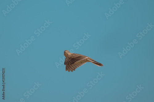 Sky lark flying catching food 