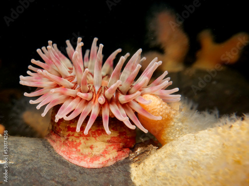 Photography Sea anemone from Oslo fjord, Norway