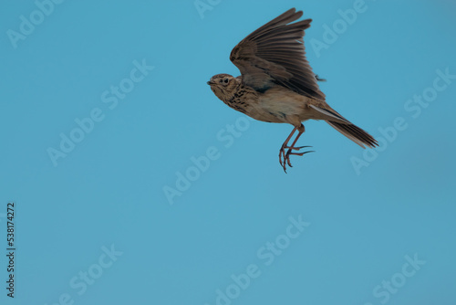 Sky lark flying catching food  photo
