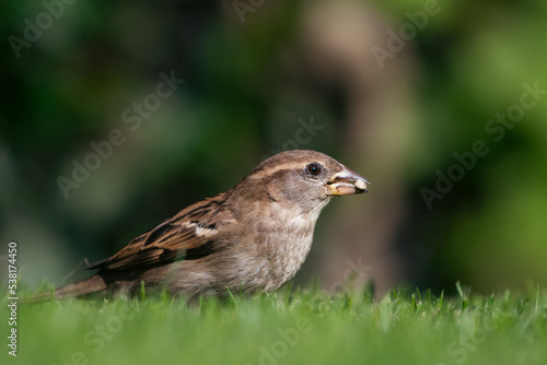 House Sparrow looking for seeds 