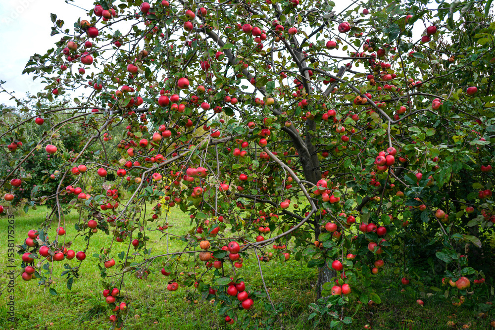Ripe red apples on a tree . Ripe red apples on a tree .