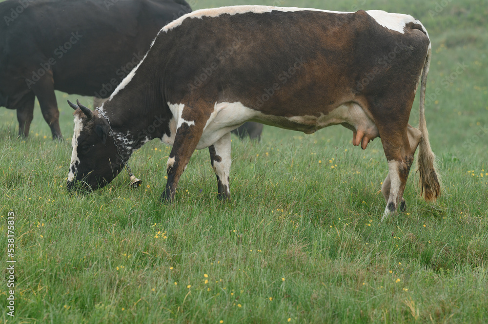 Cows with bells around their necks graze on Ukrainian fields and mountains. Cows with bells around their necks graze on Ukrainian fields and mountains.