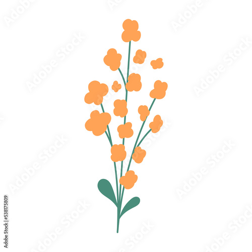 Blooming rapeseed flower, flat vector illustration isolated on white background. Hand drawn canola plant with yellow flowers and green stem. Jeju island symbol and landmark.