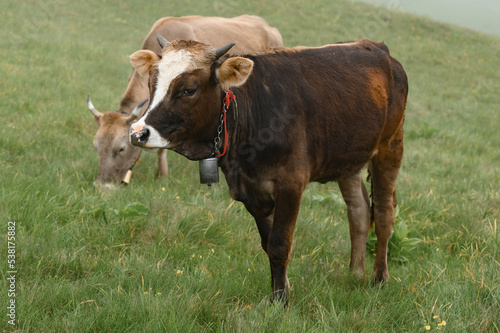Cows with bells around their necks graze on Ukrainian fields and mountains. © Niko_Dali