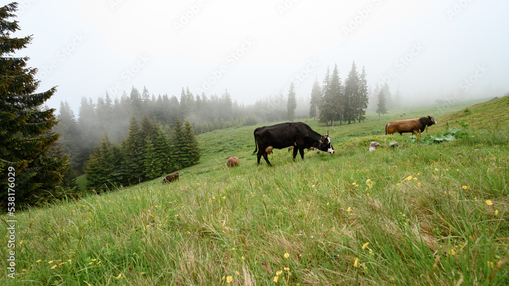 Dark-colored cows graze on the Carpathian meadows of Ukraine. Dark-colored cows graze on the Carpathian meadows of Ukraine.