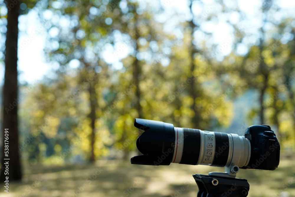 custom made wallpaper toronto digitalwild life photography