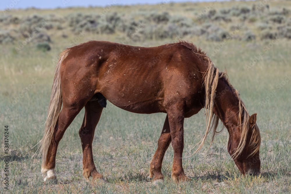 Beautiful Wild Horse in the Wyoming Desert in Summer Beautiful Wild Horse in the Wyoming Desert in Summer