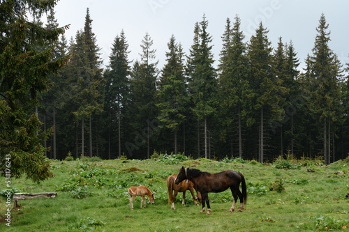 Domesticated mountain horses on farms in the mountains.