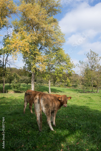 Group of cows grazing in a meadow on blue sky background