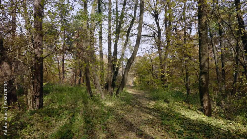 view on the path in spring forest pines and deciduous in sunny day bright landscape without people view on the path in spring forest pines and deciduous in sunny day bright landscape without people