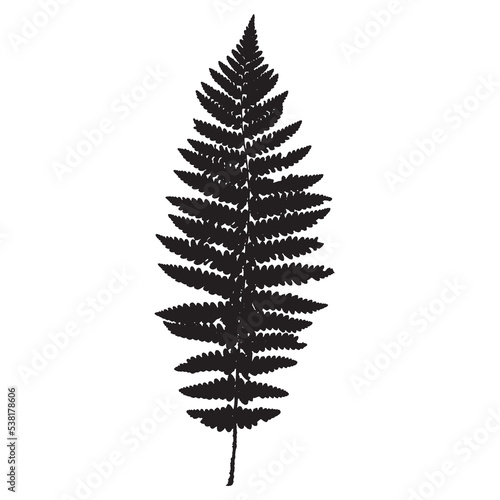 The imprint of a natural fern leaf. Botanical illustration for design, print, postcard, and pattern. Fern vector silhouette.
