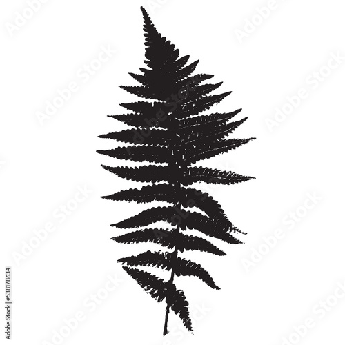 The imprint of a natural fern leaf. Botanical illustration for design, print, postcard, and pattern. Fern vector silhouette.