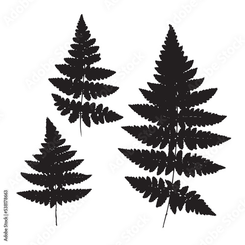 Set of prints of natural fern leaves. Botanical set of leaves for design, print, postcard, and pattern. Fern vector illustration.