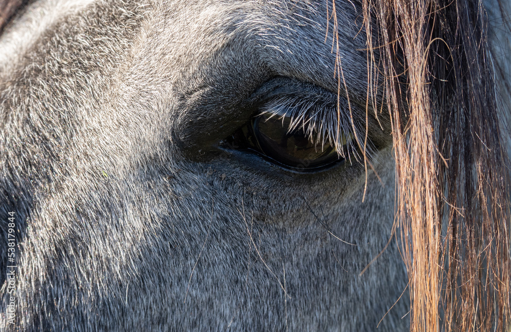 gray horse eye and eyelashes