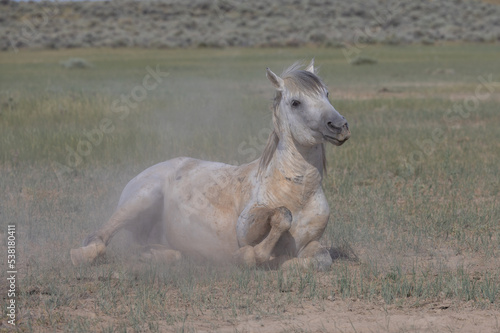 Fototapeta Naklejka Na Ścianę i Meble -  Beautiful Wild Horse in the Wyoming Desert in Summer