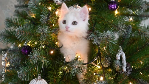 white cat kitten plays on the christmas tree with christmas decorations and lights christmas concept. High quality 4k footage