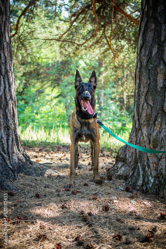 Portrait of a Belgian shepherd dog  on a walk in a green park.