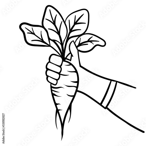 Sketch of a gloved hand holding a  beet. Black and white root on white background. Vector illustration.
