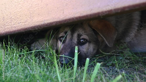 cute dog puppy with big sad eyes lies on the green grass. High quality 4k footage