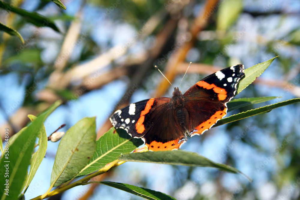 Red Admiral butterfly (Vanessa Atlanta) resting on a tree plant during the summer season. Red Admiral butterfly (Vanessa Atlanta) resting on a tree plant during the summer season.