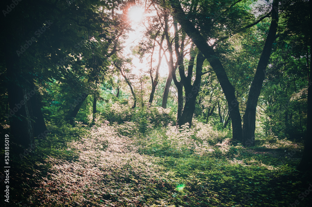 Trees in sunlight. Morning in the forest. Summer Trees in sunlight. Morning in the forest. Summer