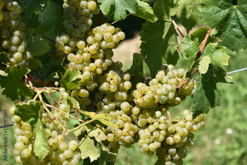 White Grapes on the Vine in Southwestern Germany 2