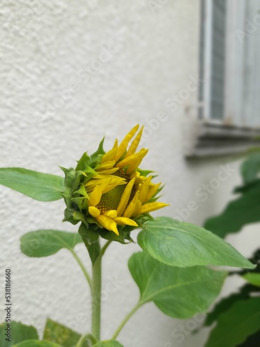 yellow flower on a green background