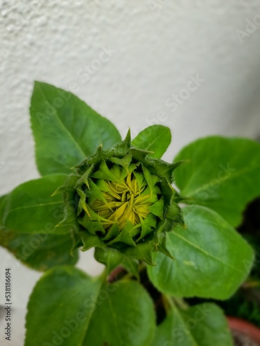 flower in the garden