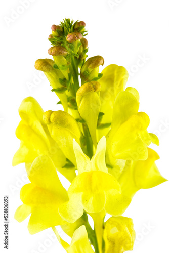 yellow toadflax flower photo