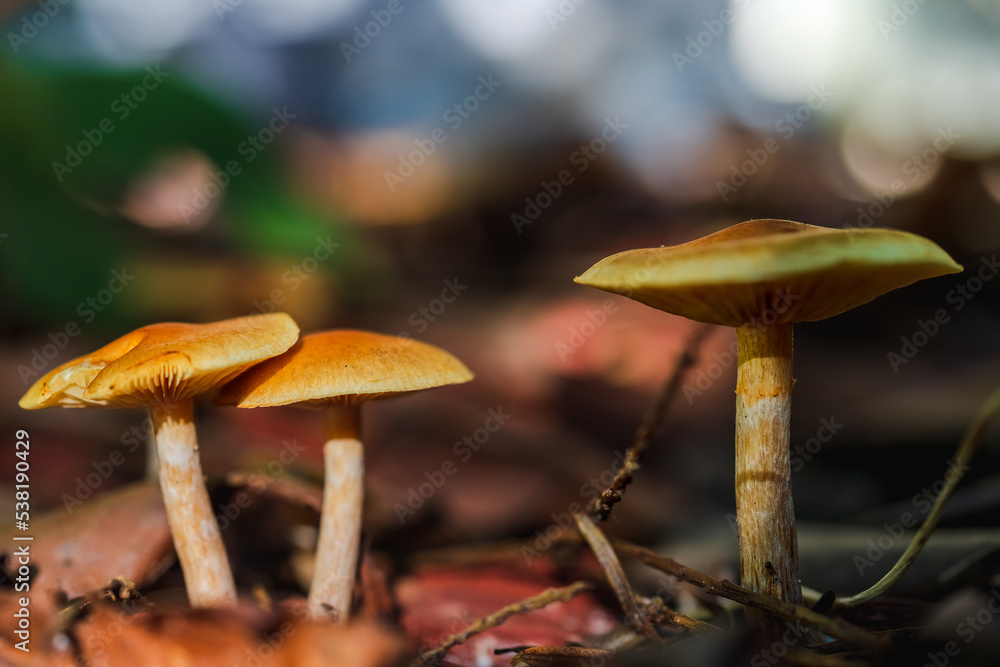 California mushrooms grow in a clearing on a sunny morning in the shade of trees on a blurred background, the sun's rays fall on the mushrooms, autumn composition. Soft selective focus