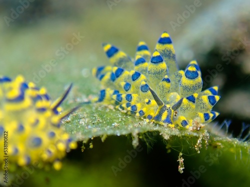 Close up of Costasiella kuroshimae photo