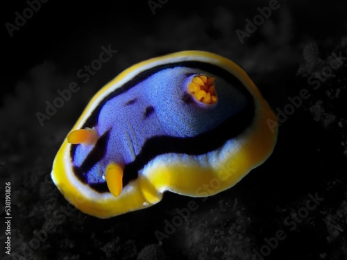 Close up of Chromodoris magnifica nudibranch photo